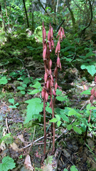 Corallorhiza maculata