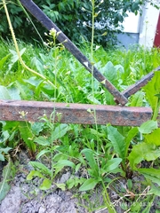 Capsella bursa-pastoris