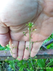 Capsella bursa-pastoris