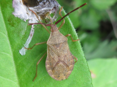 Homoeocerus dilatatus