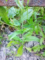 Capsella bursa-pastoris