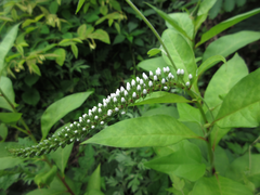 Lysimachia clethroides