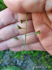 Capsella bursa-pastoris