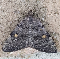 Idia diminuendis