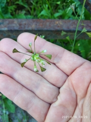 Capsella bursa-pastoris