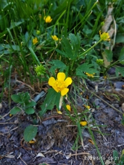 Ranunculus repens