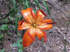 Lilium amabile