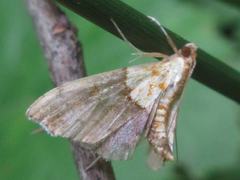 Agrotera nemoralis