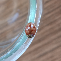 Harmonia quadripunctata
