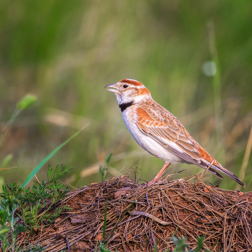 Mongolian Lark (Melanocorypha mongolica), photo 2