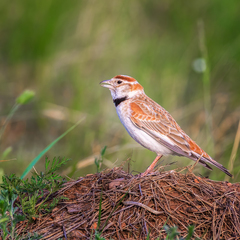 Mongolian Lark