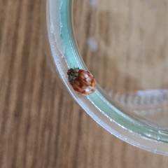 Harmonia quadripunctata