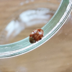 Harmonia quadripunctata