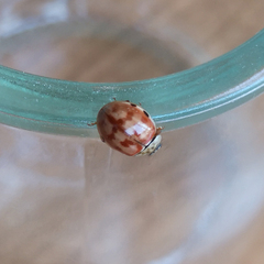 Harmonia quadripunctata