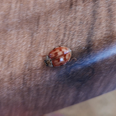 Harmonia quadripunctata