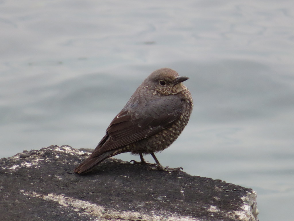바다직박구리 from Zushi, JP-KN, JP on 2018년 02월 21일 (수) at 10:58 오전 by belvedere04. Subspecies Monticola Solitarius... 