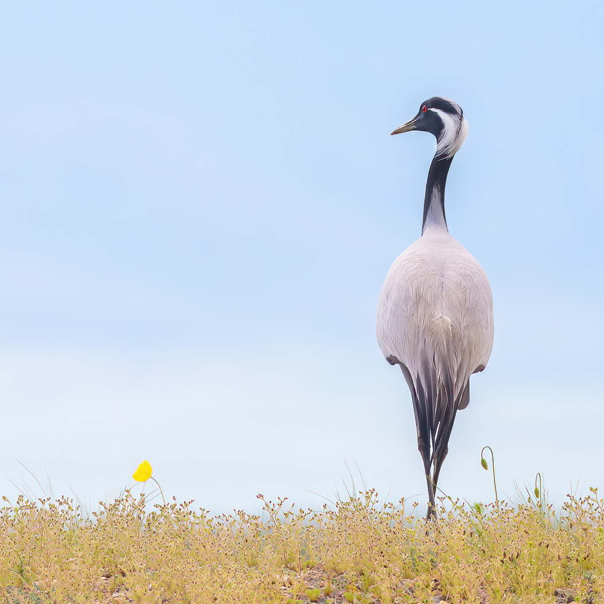 Demoiselle Crane (Grus virgo)