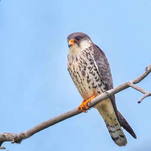 Cernícalo del Amur (Falco amurensis)