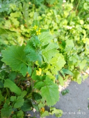 Sisymbrium officinale