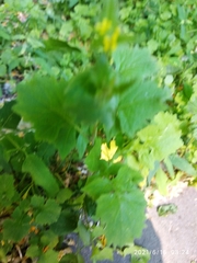 Sisymbrium officinale