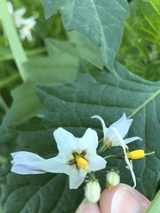 Solanum furcatum