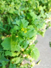Sisymbrium officinale