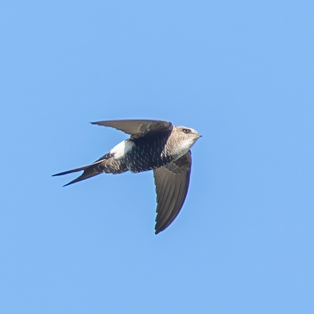 Pacific Swift