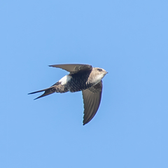 Pacific Swift photo 2