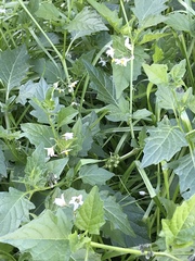 Solanum furcatum