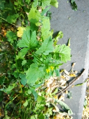 Sisymbrium officinale