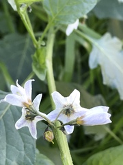 Solanum furcatum