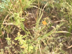 Pigea aurantiaca