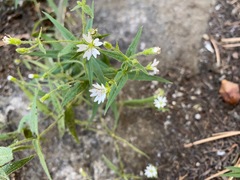 Pseudostellaria