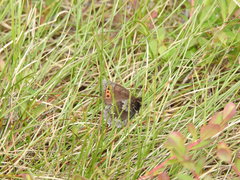 Erebia disa