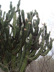 Stenocereus montanus