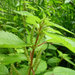 False Nettles and Allies - Photo (c) Michael Denslow, some rights reserved (CC BY-NC-SA)
