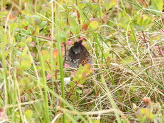 Erebia disa