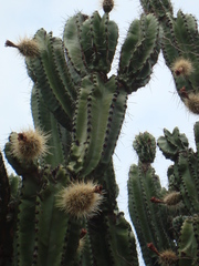 Stenocereus montanus