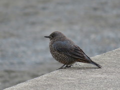 Monticola solitarius