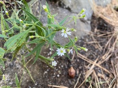 Pseudostellaria