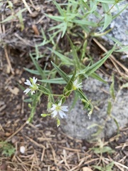Pseudostellaria