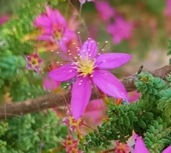 Calytrix fraseri