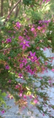 Calytrix fraseri