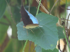 Tanaecia iapis puseda