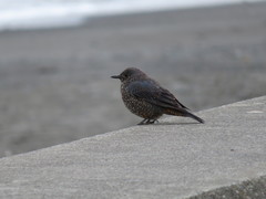 Monticola solitarius