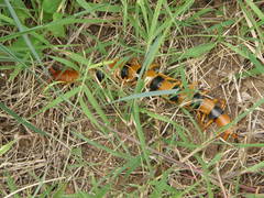 Scolopendra hardwickei