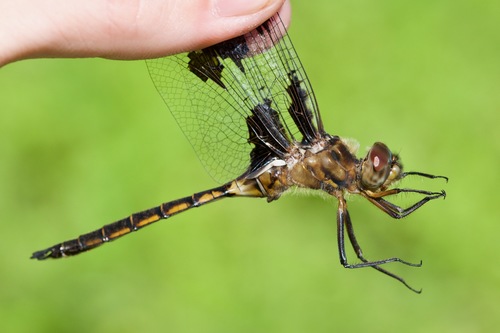 Photo of Prince Baskettail (Epitheca princeps)