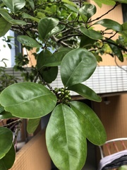Ilex rotunda microcarpa