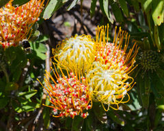 Leucospermum erubescens