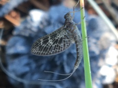 Callibaetis ferrugineus hageni